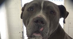 VIDEO Tužan pas plače jer je shvatio da je napušten!